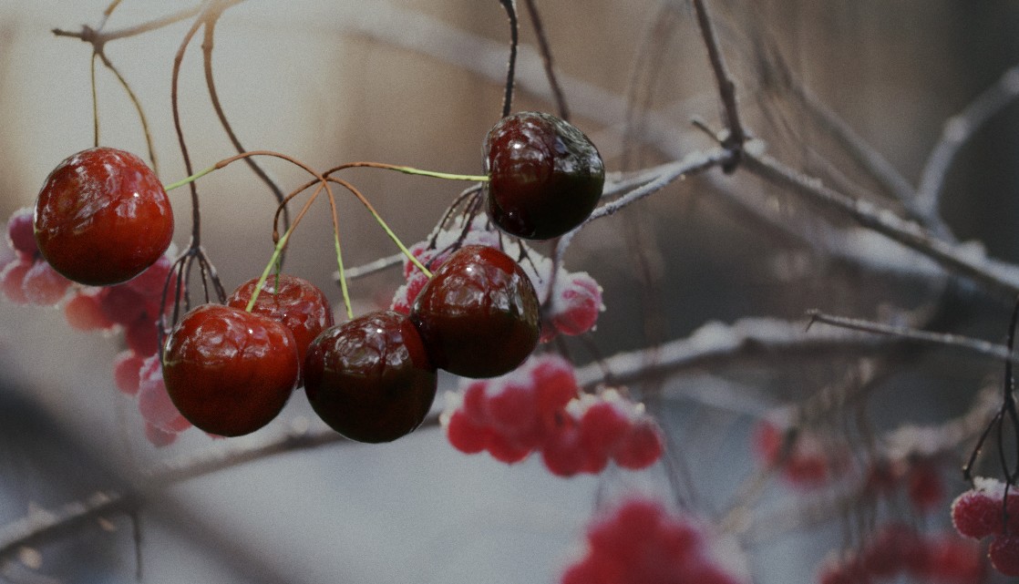 Red cherries hanging on stems on a frosty day